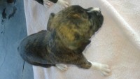 Filhotes de Boxer