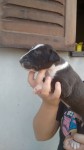 vendo filhotes Bull Terrier