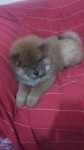 Chow chow