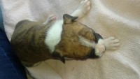 Filhotes de Boxer