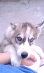 Filhotes de HUsky Siberiano