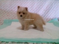Spitz Alemão Machos RJ