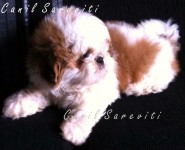 Machinho de Shih Tzu branco e mogno Pedigree CBKC