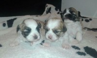 Filhotes de Lhasa Apso