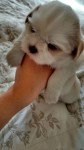 Filhotes de Shih Tzu