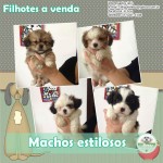 Venda Filhotes de Lhasa Apso