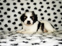 Filhotes de Lhasa Apso machos e fêmeas em ate 12 x no cartão