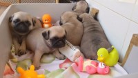 Pug Pedigree CBKC