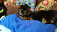 Lindos Filhotes de Yorkshire Terrier