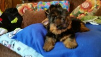 Lindos Filhotes de Yorkshire Terrier