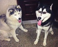 Filhotes de HUsky Siberiano