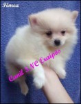 Spitz Alemão Anão