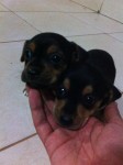 Filhotes De Pinscher Fêmeas