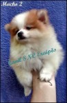 Spitz Alemão Anão