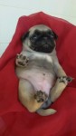 Pug Pedigree CBKC