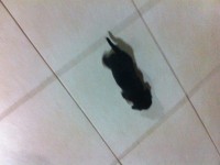 Filhotes De Pinscher Fêmeas