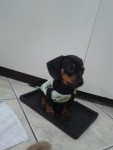 Vendo filhote de Basset Dachshund