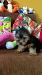 Lindos Filhotes de Yorkshire Terrier