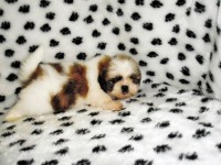Filhotes de Shih Tzu machos e fêmeas em ate 12 x no cartão