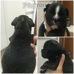 Vendo filhotes bulldog frances (11/04/2015)