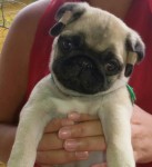 Pug Pedigree CBKC