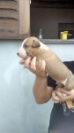 vendo filhotes Bull Terrier