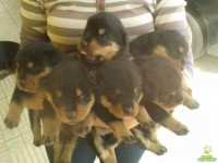 Rottweiler
