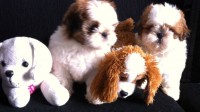Machinho a pronta entrega. Branco e Mogno Pedigree CBKC