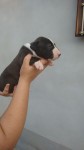 vendo filhotes Bull Terrier