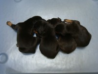 Doberman