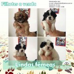Venda Filhotes de Lhasa Apso