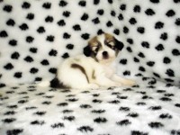 Filhotes de Lhasa Apso machos e fêmeas em ate 12 x no cartão