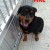 filhotes-de-rottweiler-nascido-em-18-10-13-71996-1384016930