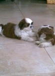 Lindos filhotes de Shih-Tzu