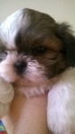 Lindos filhotes shih tzu
