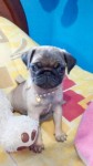 Pug fêmea