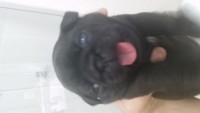 Filhotes de Pug