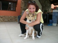 Passeio com cães