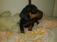 Vendo filhote de Basset Dachshund