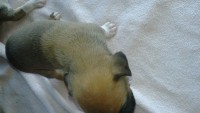Filhotes de Boxer