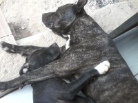 Lindos pit bulls