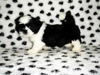 Filhotes de Shih Tzu machos e fêmeas em ate 12 x no cartão