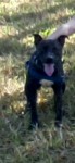 Lindos pit bulls