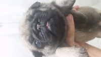 Filhotes de Pug
