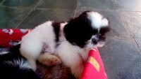 Lindos Filhotes de Shih-Tzu