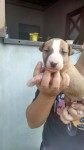 vendo filhotes Bull Terrier