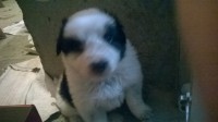 Border collie