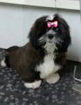 Lhasa apso fêmea de 4 meses