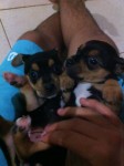 Filhotes De Pinscher Fêmeas