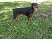 Doberman